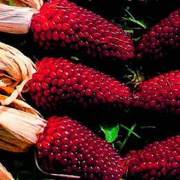 Sementes de Milho vermelho morango (Zea mays red) | Entre Sementes