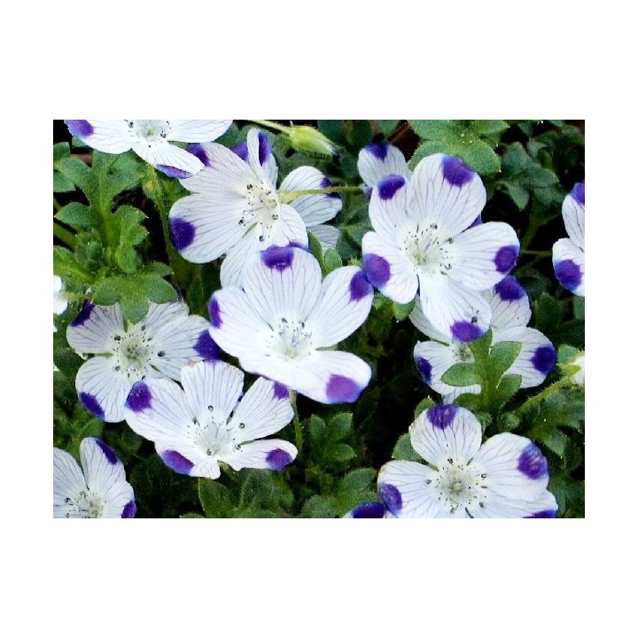 Nemophila cinco gotas