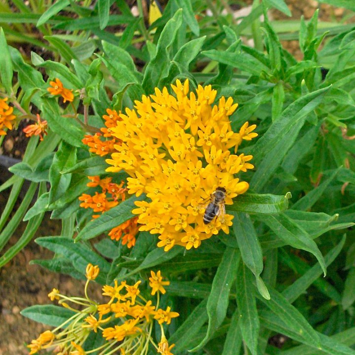 Asclepias tuberosa Amarela - Sementes