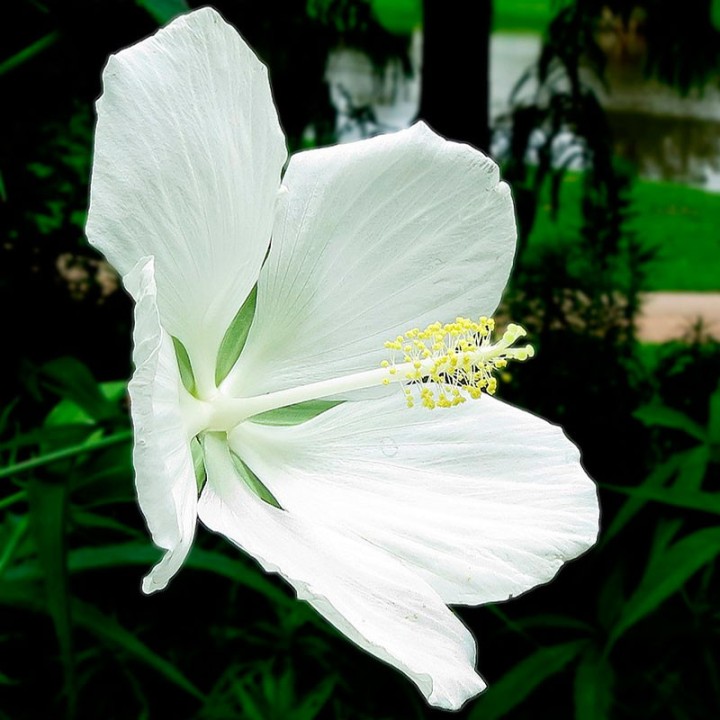 Hibiscus coccineus, Branco  sementes