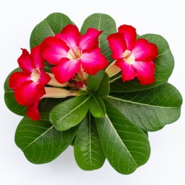 Rosa do Deserto sementes