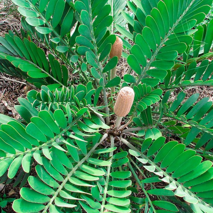 Sementes de Zamia furfuracea ou Palma Bola | loja de sementes
