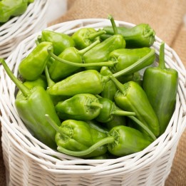 Pimento, de Padrón - Sementes