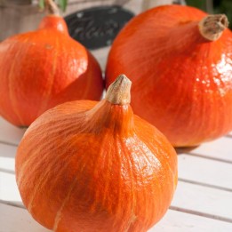 Sementes de Abóbora cebola, uma abobora com forma de cebola (Cucurbita maxima)