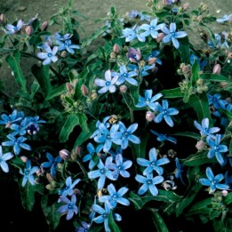 Sementes de Oxypetalum coeruleum o Tweedia coeruleum, flor azul