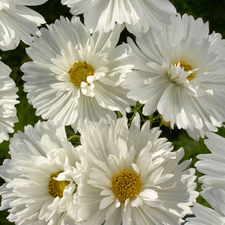 Sementes de Cosmos bipinnatus branco | Sementes de flores