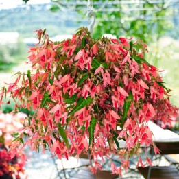 sementes de begonia boliviensis