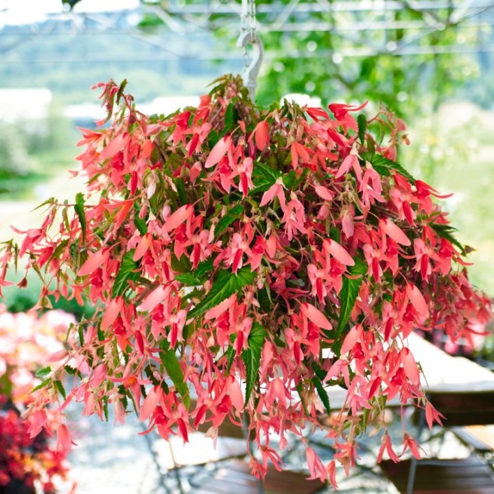 sementes de begonia boliviensis