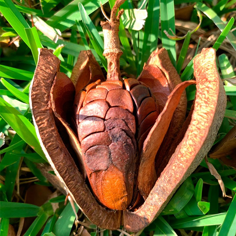 Sementes de árvore de Mogno (Swietenia mahagoni)