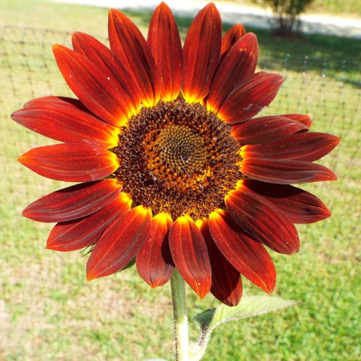 Sementes de Girassol vermelho Velvet Queen | Especialistas em sementes