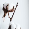 semillas algodón de barbados
