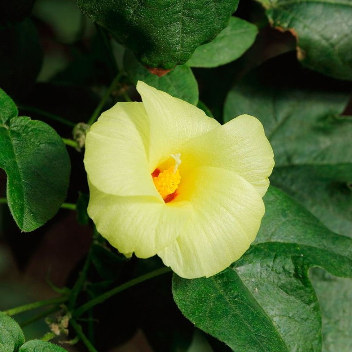 flor de algodón
