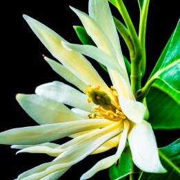 Magnolia champaca - Sementes
