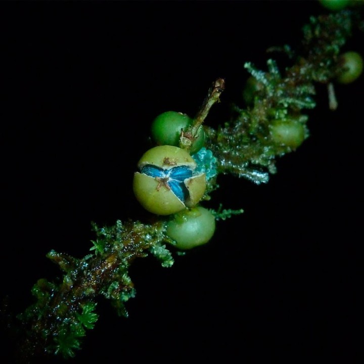 Sementes de Margaritaria nobilis | Loja de sementes raras