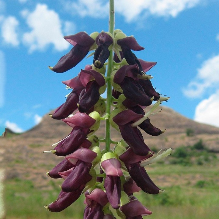 sembrar semillas mucuna