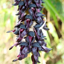 Mucuna pruriens - Sementes