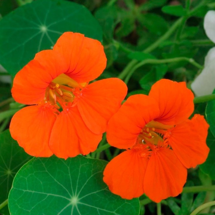 Sementes de Capuchinha não trepadeira para vasos (Tropaeolum minus)