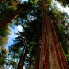 Sequoia vermelha - 15 sementes