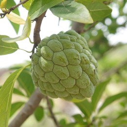 annona squamosa sementes