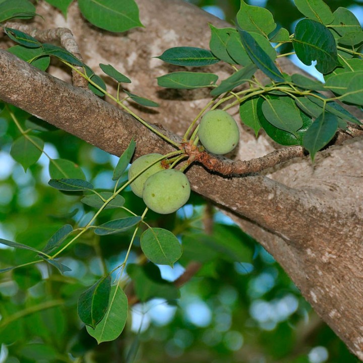 Sementes de Marula (Sclerocarya birrea)