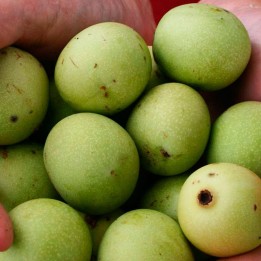 Marula - Sementes