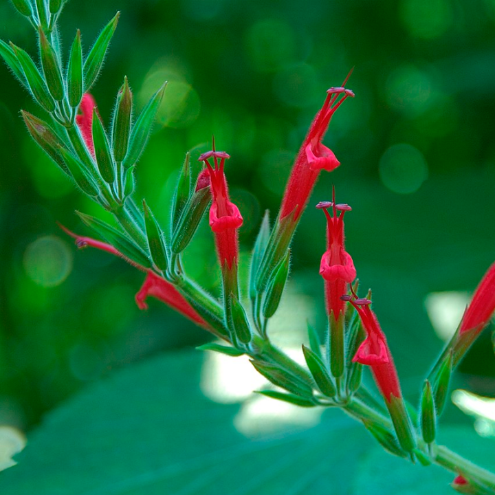 Salvia Abacaxi - 1 planta