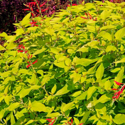 Salvia Abacaxi - 1 planta