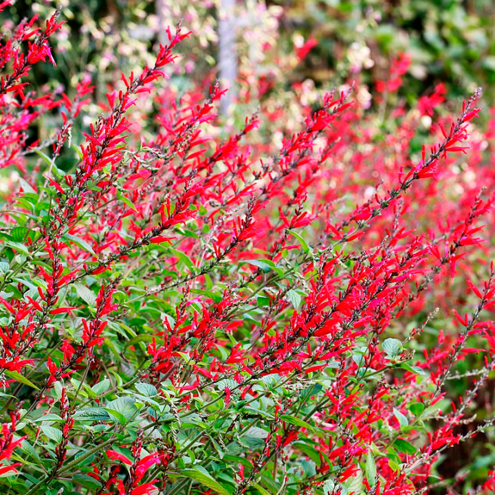 Salvia Abacaxi - 1 planta