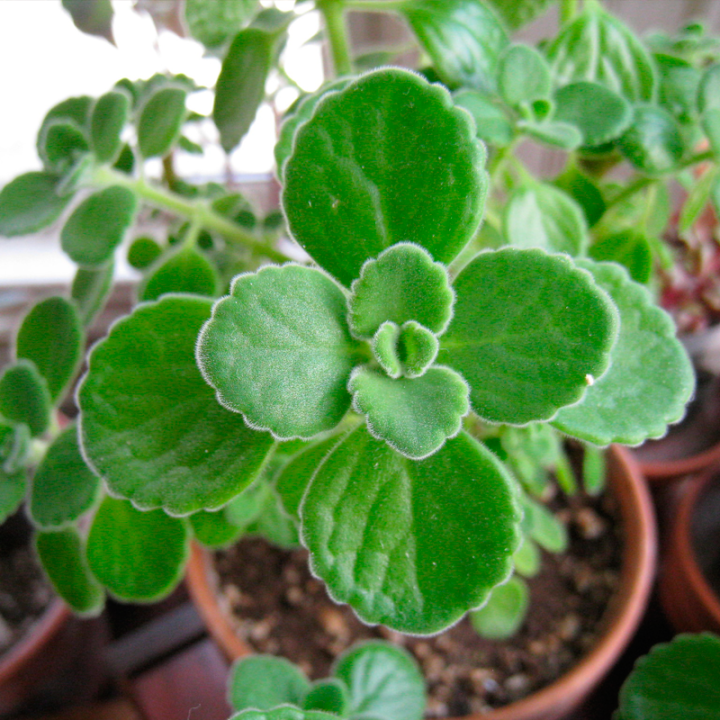 Orégão-cubano - Planta