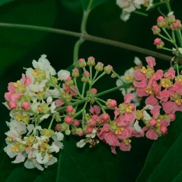 Plantas de Ayahuasca | Loja de plantas raras