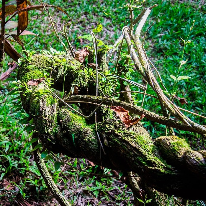 Plantas de Ayahuasca | Loja de plantas raras