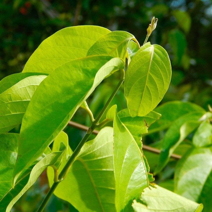Plantas de Ayahuasca | Loja de plantas raras