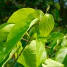 Ayahuasca - 1 planta