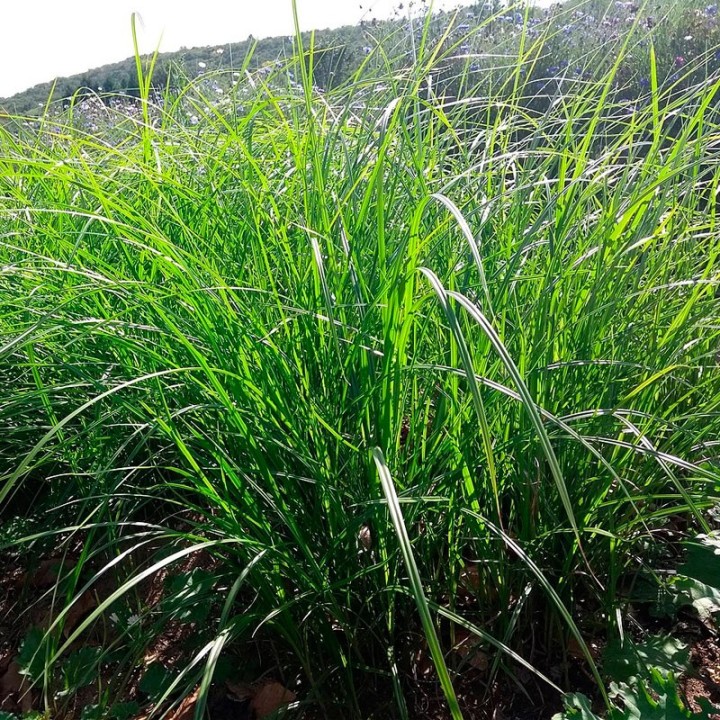 Plantas de Chufa (Cyperus esculentus) | EntreSementes