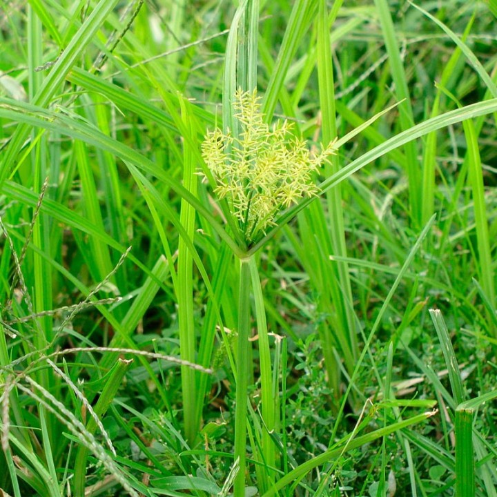 Plantas de Chufa (Cyperus esculentus) | EntreSementes