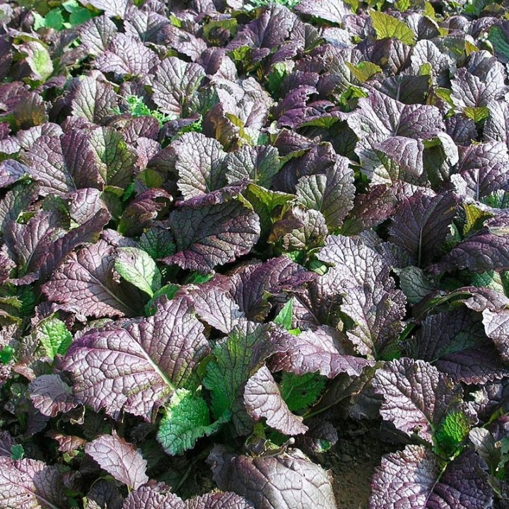 Sementes de mostarda vermelha (Brassica juncea) | EntreSementes