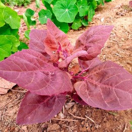 Sementes de Tuinmelde vermelho (Atriplex hortensis) | EntreSementes