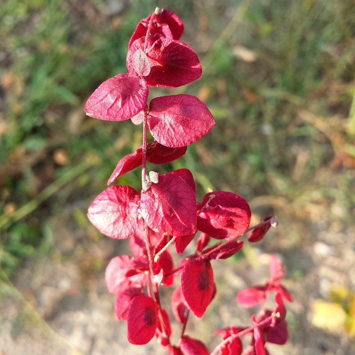 Sementes de Tuinmelde vermelho (Atriplex hortensis) | EntreSementes