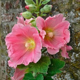 alcea rosea sementes