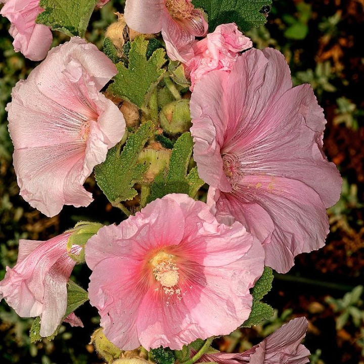 malva real rosa sementes