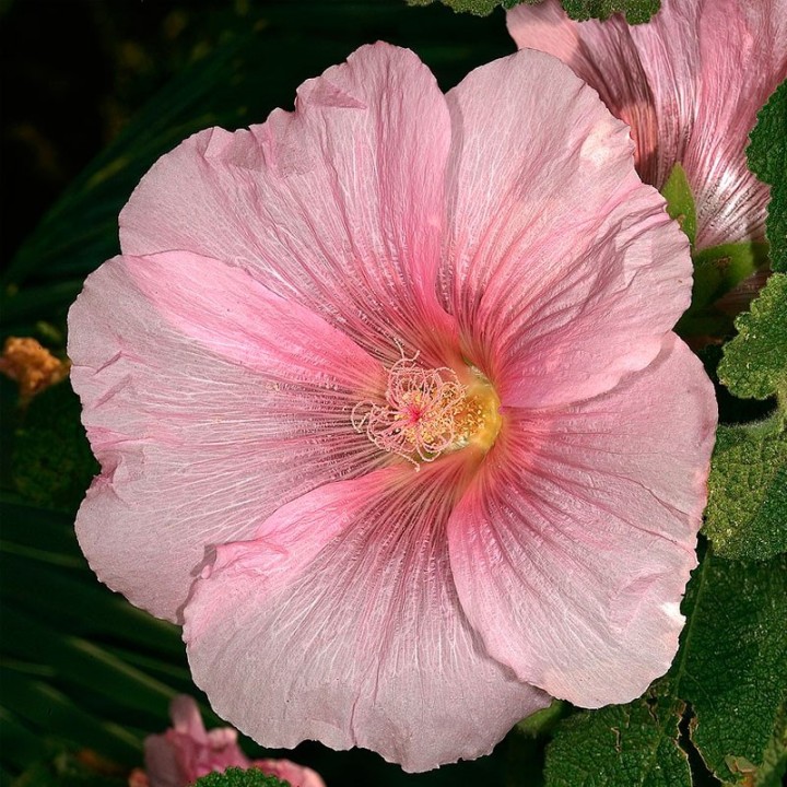 flor alcea rosea rosa