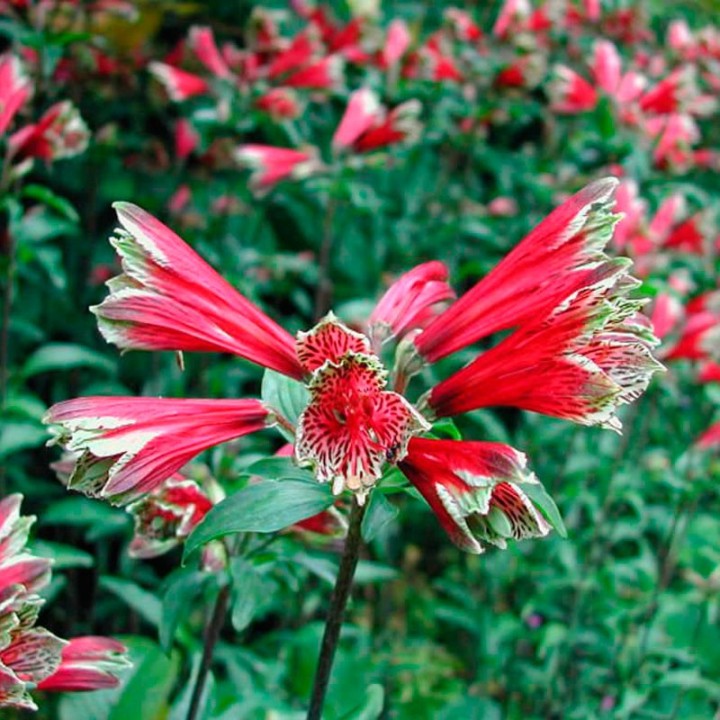 flor de papagaio sementes