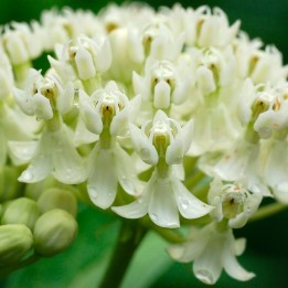 Asclepias incarnata Iceballet sementes