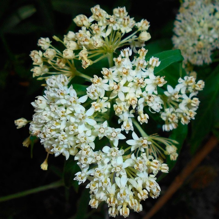 sementes de asclepias brancas