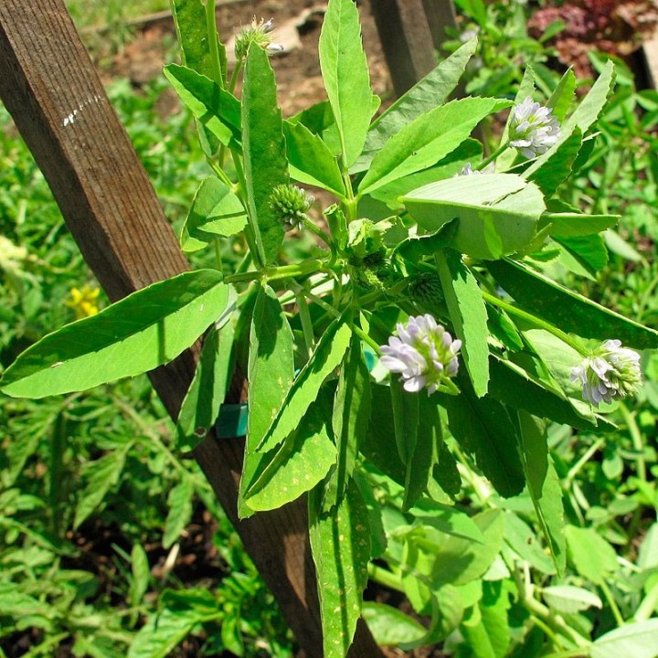 Trigonella caerulea (Sementes) | Compra online