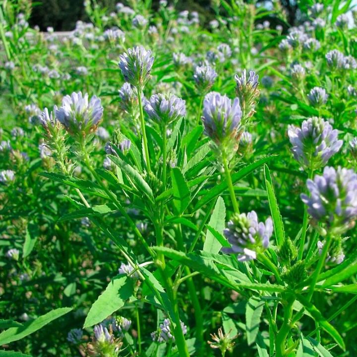 Trigonella caerulea (Sementes) | Compra online