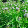 Trigonella caerulea - 450 sementes