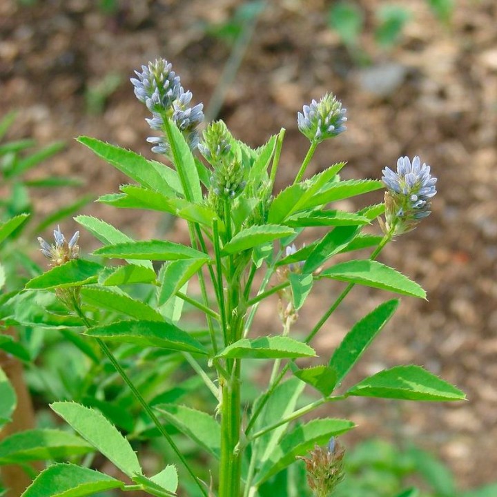 trigonella caerulea sementes