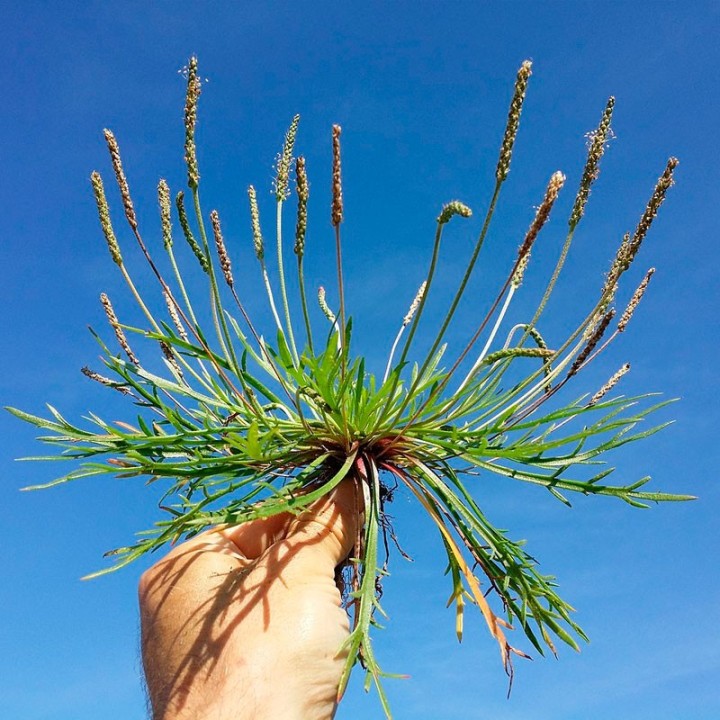 plantago coronopus sementes
