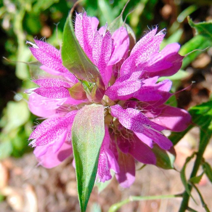 Monarda citriodora - Sementes